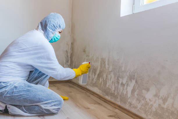 Licensed Mold Inspection service in Broomall, PA - WQB Mold Removal